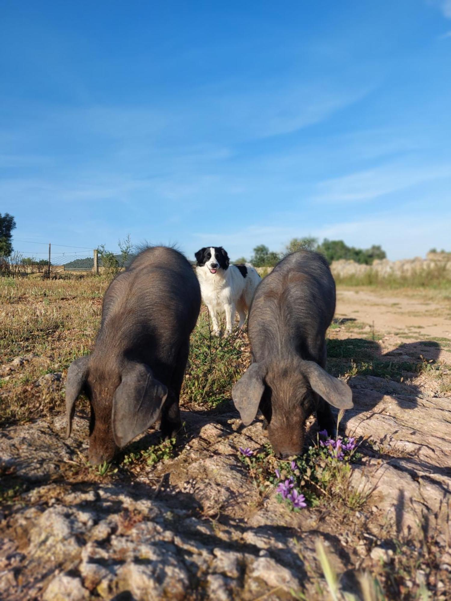 Finca Sa Cova Vella มานากอร์ ภายนอก รูปภาพ