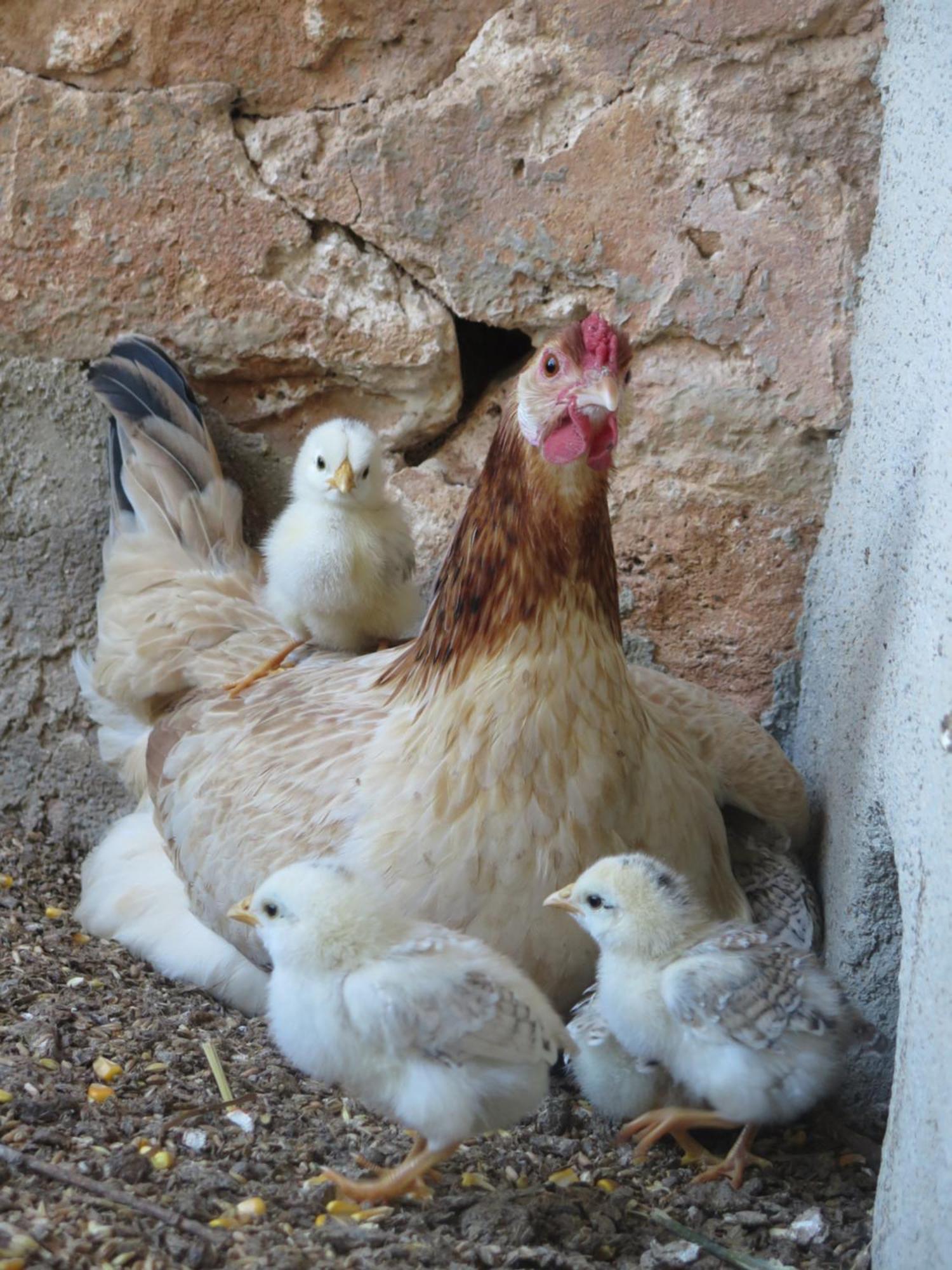 Finca Sa Cova Vella มานากอร์ ภายนอก รูปภาพ