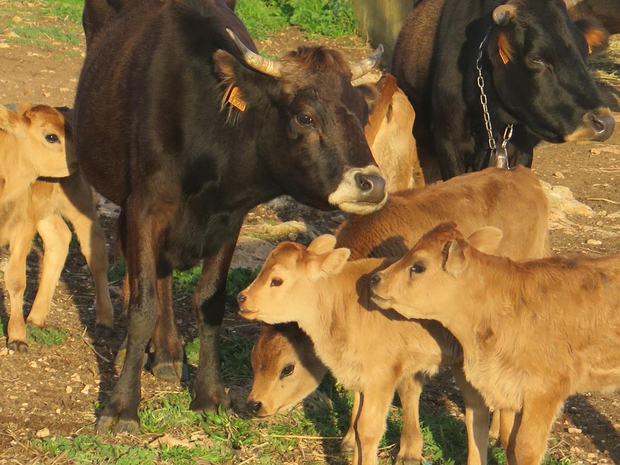 Finca Sa Cova Vella มานากอร์ ภายนอก รูปภาพ