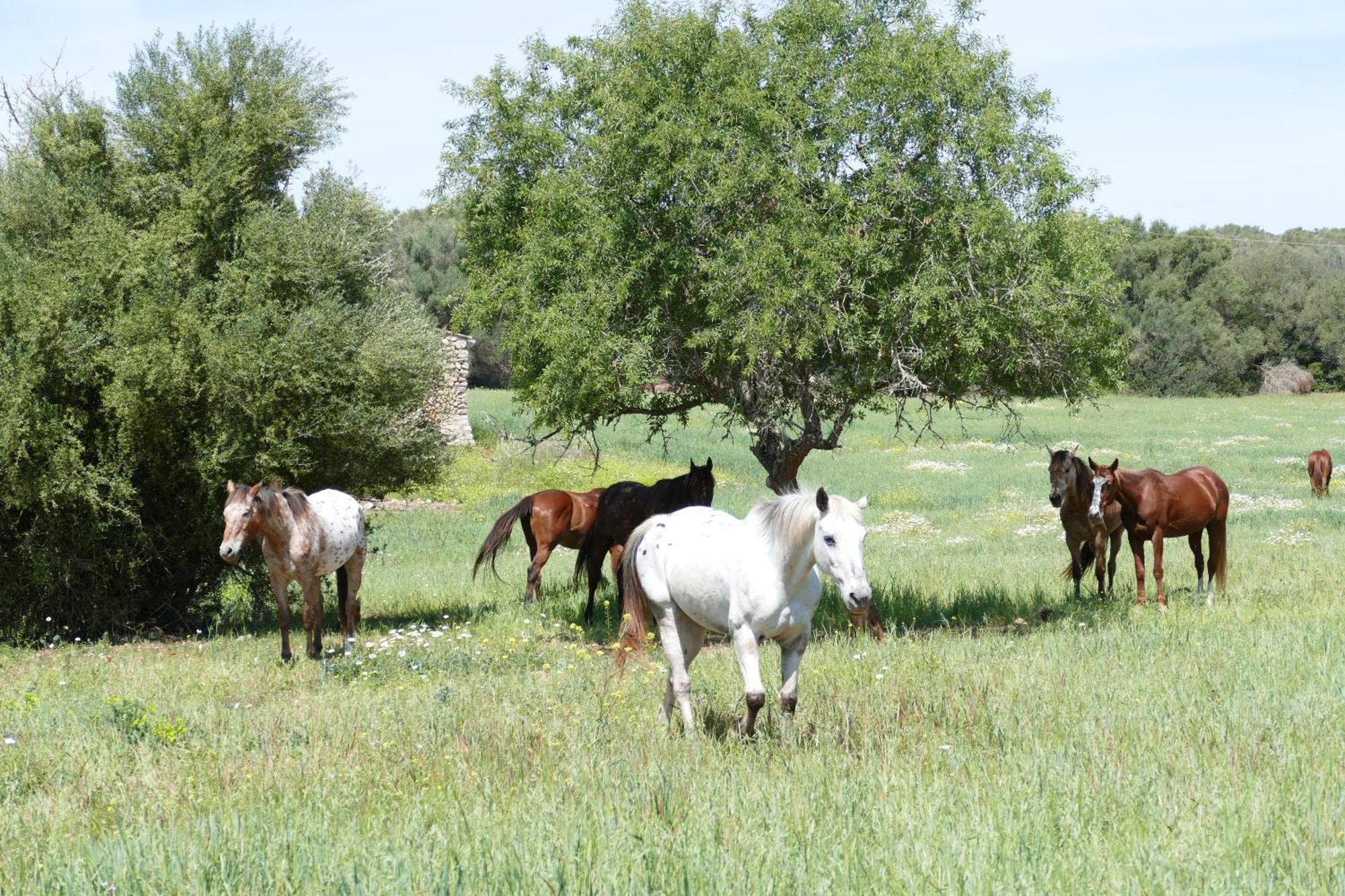 Finca Sa Cova Vella มานากอร์ ภายนอก รูปภาพ