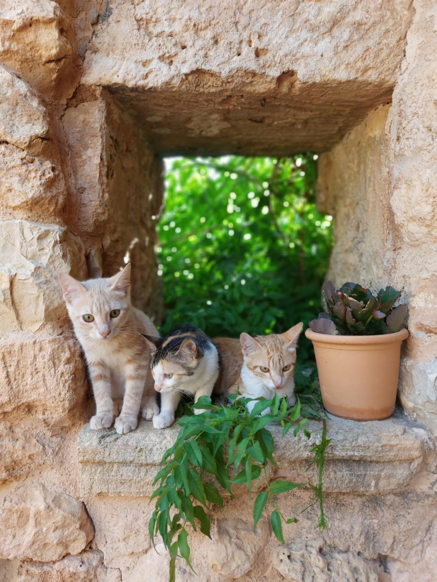 Finca Sa Cova Vella มานากอร์ ภายนอก รูปภาพ