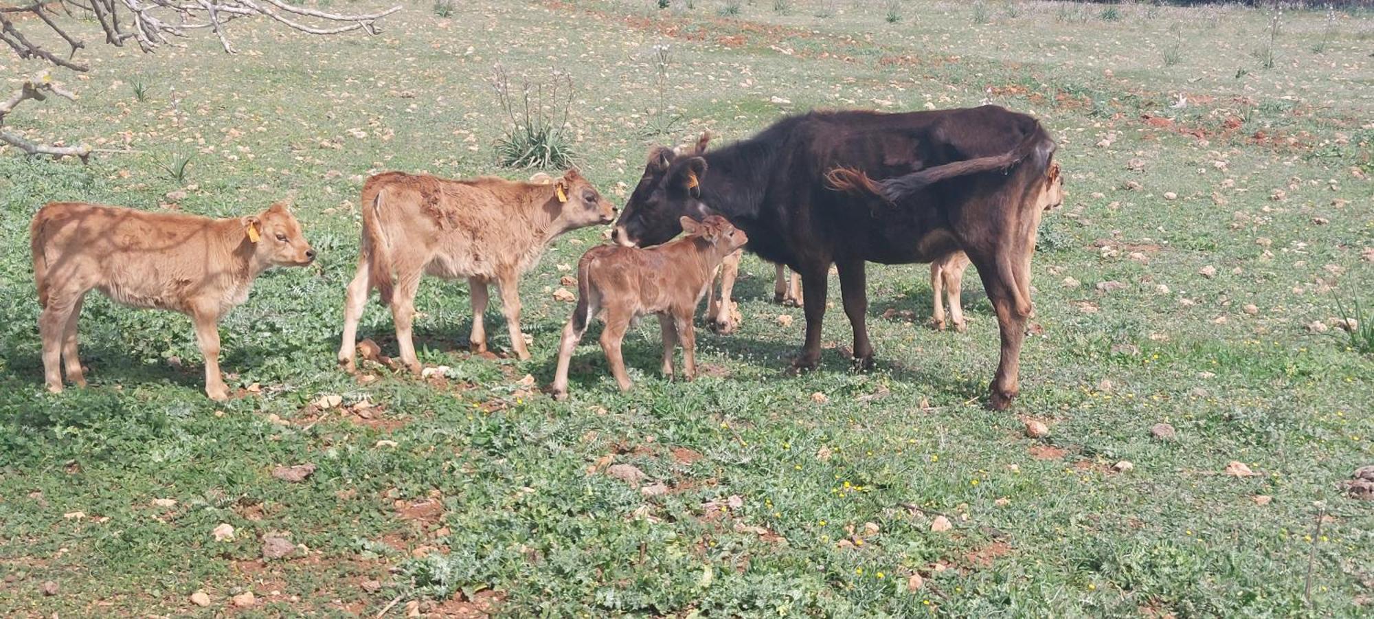 Finca Sa Cova Vella มานากอร์ ภายนอก รูปภาพ
