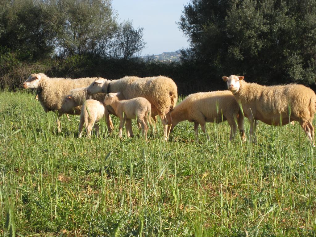 Finca Sa Cova Vella มานากอร์ ภายนอก รูปภาพ